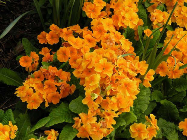  jolies fleurs jaunes